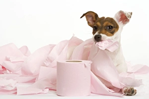 Dog - Jack Russell - playing with toilet tissue Dog - Jack Russell - playing with toilet tissue
