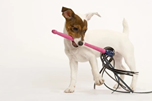 Dog - Jack Russell - playing with toy Dog - Jack Russell - playing with toy