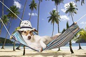 DOG - Jack Russell Terrier lying in hammock wearing hat Date: 16-05-2007 DOG - Jack Russell Terrier lying in hammock wearing hat Date: 16-05-2007