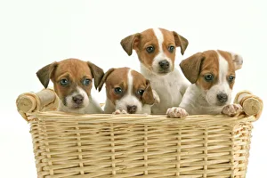 Dog - Jack Russell Terrier - four puppies in basket Dog - Jack Russell Terrier - four puppies in basket