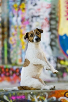 Dog - Jack Russell Terrier sitting on hind legs Dog - Jack Russell Terrier sitting on hind legs