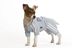 Dog - Jack Russell - wearing sweatshirt vest Dog - Jack Russell - wearing sweatshirt vest