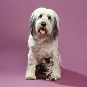Pet Photography Studio Shots Prints: Dog & kitten