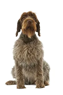 Dog - Korthals Griffon / wire-haired Pointing Griffon - in studio Dog - Korthals Griffon / wire-haired Pointing Griffon - in studio