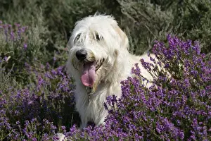 Labradoodle Portrait Print
