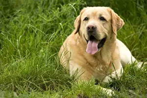 Unique Pet Gifts Online Prints: Dog - Labrador