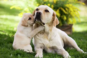 Dog - Labrador adult with puppy Dog - Labrador adult with puppy