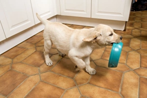 Dog - Labrador puppy carrying food bowl Dog - Labrador puppy carrying food bowl