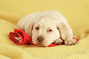 Dog - Labrador puppy on hotwater bottle Dog - Labrador puppy on hotwater bottle