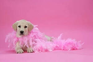 Images Dated 28th November 2007: DOG. Labrador Retriever puppy ( 9 wks old ) on pink with a feather boa