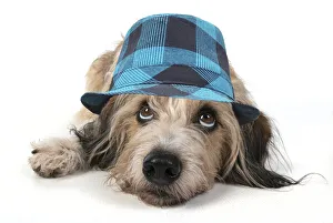 DOG. laying, with eyes looking up wearing blue checked hat Date: 23-07-2021 DOG. laying, with eyes looking up wearing blue checked hat Date: 23-07-2021