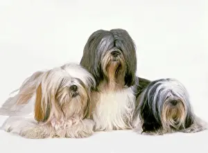 Jean Michel Labat Art Prints: Dog - Lhasa Apso
