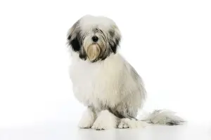 White Background Dog Images Prints: DOG. Lowchen