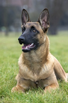 Dog - Malinios / Belgian Shepherd Dog - Malinios / Belgian Shepherd