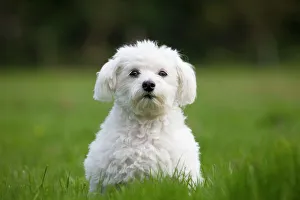 Dog - Maltese Dog - in garden Dog - Maltese Dog - in garden