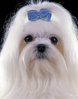 Dog - Maltese. Also known as Bichon Maltiase Dog - Maltese. Also known as Bichon Maltiase