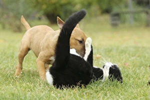 Dog - Miniature Bull Terrier - playing with Black & White Cat Dog - Miniature Bull Terrier - playing with Black & White Cat