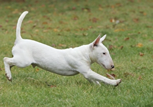 Dog - Miniature Bull Terrier - running Dog - Miniature Bull Terrier - running