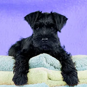 Dog - Miniature Schnauzer - 10 week old puppy - lying down on a pile of towels Dog - Miniature Schnauzer - 10 week old puppy - lying down on a pile of towels