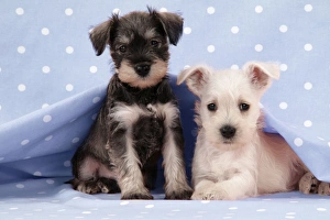 Dog. Miniature Schnauzer puppies (6 weeks old) on blue background Dog. Miniature Schnauzer puppies (6 weeks old) on blue background