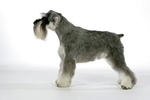 Dog - Miniature Schnauzer. Side view Dog - Miniature Schnauzer. Side view