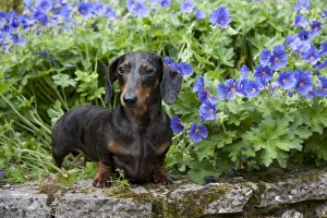 DOG - Miniature Short Haired Dachshund in garden DOG - Miniature Short Haired Dachshund in garden