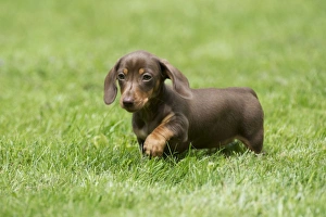 DOG - Miniature Short Haired Dachshund - puppy running through garden (7 weeks) DOG - Miniature Short Haired Dachshund - puppy running through garden (7 weeks)