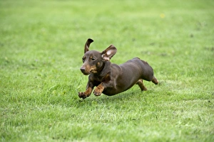 DOG - Miniature Short Haired Dachshund running through garden DOG - Miniature Short Haired Dachshund running through garden