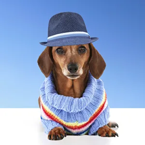 Dachshund hat cheap