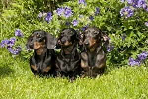 DOG - Miniature Short Haired Dachshunds sitting in garden DOG - Miniature Short Haired Dachshunds sitting in garden