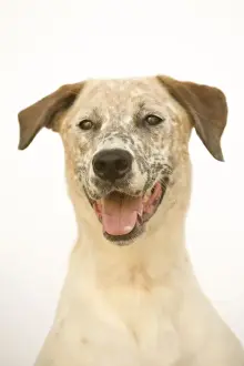 Personal Use Pet Prints Online Prints: Dog - Mongrel, close up of head