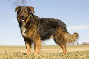 Pet Mammal Photography Prints: Dog - mongrel outside