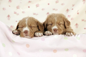 DOG - Nova scotia duck tolling retriever puppies (6 weeks DOG - Nova scotia duck tolling retriever puppies (6 weeks