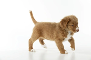 DOG - Nova scotia duck tolling retriever puppy (8 weeks) DOG - Nova scotia duck tolling retriever puppy (8 weeks)