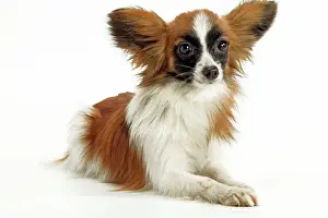 Jean Michel Labat Art Prints: Dog - Papillon, lying down