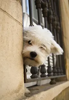 Home Decor With Pets Prints: Dog - peering out of window