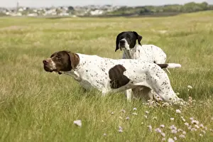 Black And White Dog Breeds Prints: Dog - Pointers