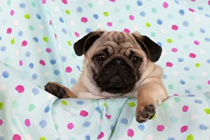 DOG - Pug puppy on spotted blanket DOG - Pug puppy on spotted blanket
