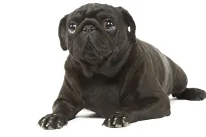 Short Haired Black Dogs Prints: Dog - Pug in studio