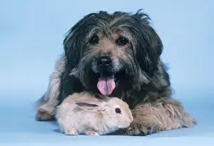 Personalized Pet Photography Prints: Dog - with Rabbit