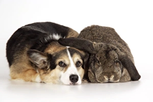 Dog and Rabbit - Pembroke welsh Corgi and French lop in studio Dog and Rabbit - Pembroke welsh Corgi and French lop in studio