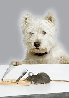Dog and Rat - West Highland Terrier watching rat and mouse trap Dog and Rat - West Highland Terrier watching rat and mouse trap