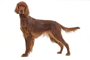 Red Irish Setter Studio Print (LA-7736)