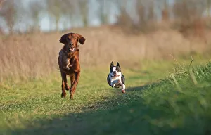 Dog - Red Setter / Irish Setter & Boston Terrier - running Dog - Red Setter / Irish Setter & Boston Terrier - running