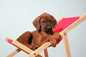 Dog - Rhodesian Ridgeback puppy asleep on deck chair Dog - Rhodesian Ridgeback puppy asleep on deck chair