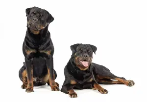 Personalized Pet Art Prints: DOG. Two rottweilers