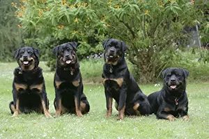 Pet Photography Prints: Dog - Rottweilers sitting down together