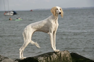 DOG. Saluki at the waters edge DOG. Saluki at the waters edge