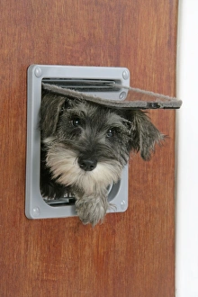 DOG. Schnauzer puppy coming through cat flap DOG. Schnauzer puppy coming through cat flap