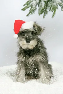 DOG. Schnauzer puppy in snow wearing hat DOG. Schnauzer puppy in snow wearing hat